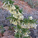 10 seeds - Lycium pallidum - Pale Desert Thorn Plant #ggvm5