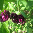 25 seeds - Callicarpa or American Beautyberry Plant #ggvm5