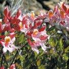 20 seeds - Rhododendron occidentale - Western azalea Rare shrub Plant #ggvm5
