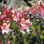20 seeds - Rhododendron occidentale - Western azalea Rare shrub Plant #ggvm5