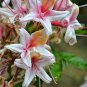 20 seeds - Rhododendron occidentale - Western azalea Rare shrub Plant #ggvm5