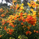 10 seeds - Streptosolen jamesonii | Marmalade Bush Plant #ggvm5