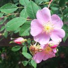 10 seeds - Rosa californica or California wildrose Plant #ggvm5
