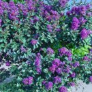 20 seeds - Crepe Myrtle Purple Velvet Plant #ggvm5
