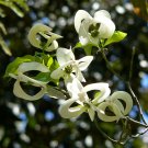 3 seeds - Cornus florida sbsp. urbiniana - Magic Dogwood Plant #ggvm5