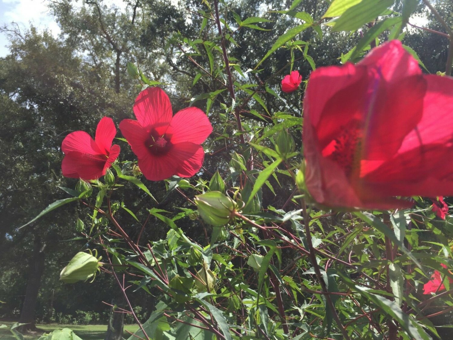 10 seeds - Hibiscus moscheutos Cairo Red Plant #ggvm5