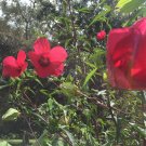 10 seeds - Hibiscus moscheutos Cairo Red Plant #ggvm5