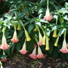 10 seeds - Brugmansia suaveolens Pink Plant #ggvm5