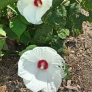 10 seeds - Hibiscus Honeymoon White Eye Plant #ggvm5