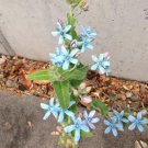8-10 seeds - Oxypetalum caeruleum - Tweedia Blue Star Milkweed Plant #ggvm5