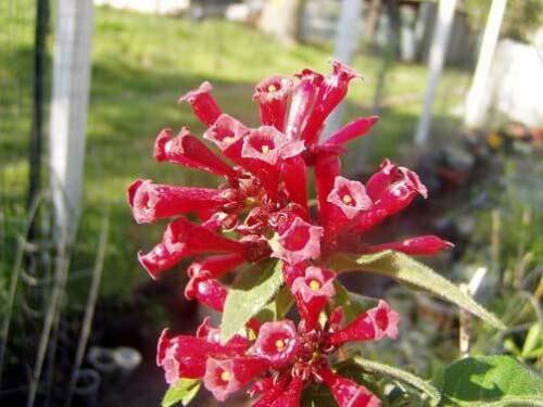 10 seeds - Cestrum elegans Ruby Red Plant #ggvm5