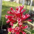 10 seeds - Cestrum elegans Ruby Red Plant #ggvm5