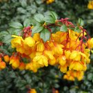 10 seeds - Berberis darwinii Michay Barberry Plant #ggvm5