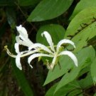 8 seeds - Bauhinia tarapotensis Plant #ggvm5