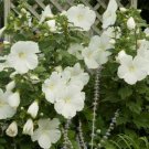 8 seeds - Hibiscus moscheutos - Blue River II, White Plant #ggvm5