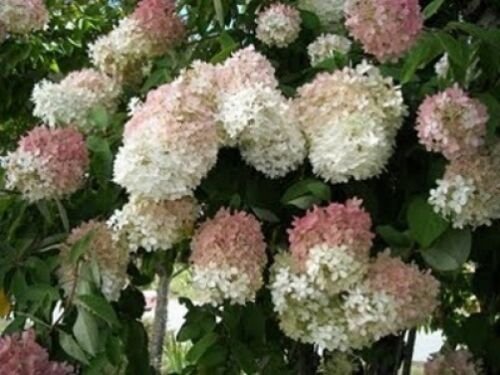 20 seeds - Hydrangea paniculata - Grandiflora Pee Gee Plant #ggvm5