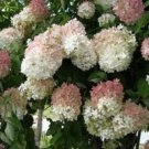 20 seeds - Hydrangea paniculata - Grandiflora Pee Gee Plant #ggvm5