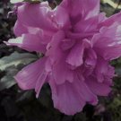 10 seeds - Hibiscus syriacus - Ardens Double Purple Plant #ggvm5