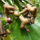 10 seeds - Hovenia dulcis | Japanese Raisin Tree | Honey Tree Plant #ggvm5