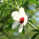 10 seeds - Hibiscus cannabinus - Brown Indian Hemp Plant #ggvm5
