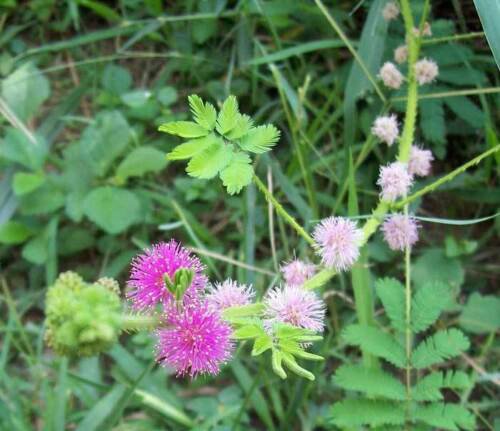 20 seeds - Mimosa diplotricha - Giant Sensitive Plant #ggvm5