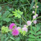 20 seeds - Mimosa diplotricha - Giant Sensitive Plant #ggvm5