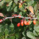 10 seeds - Berberis thunbergi - Red Japanese Barberry Plant #ggvm5
