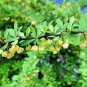 10 seeds - Berberis thunbergi - Red Japanese Barberry Plant #ggvm5