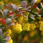 10 seeds - Berberis thunbergi - Red Japanese Barberry Plant #ggvm5
