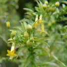 10 seeds - Rare Plant Vestia lycioides Vestia foetida - Chilean Boxthorn #ggvm5