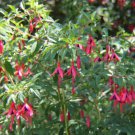 10 seeds - Fuchsia regia Rare Plant #ggvm5
