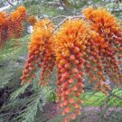 10 seeds - Colvillea racemosa - Glory Whip Tree Plant #ggvm5