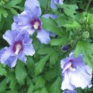 10 seeds - Hibiscus syriacus - Sky Blue Rose of Sharon Plant #ggvm5
