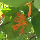 10 seeds - Lonicera ciliosa - Orange Honeysuckle Plant #ggvm5