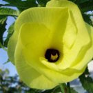 10 seeds - Hibiscus manihot Abelmoschus Plant #ggvm5