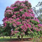 10 seeds - Crepe Myrtle speciosa - Giant Crepe Myrtle Plant #ggvm5