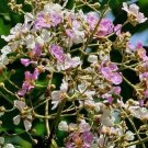 10 seeds - Crepe Myrtle floribunda - Tropical Crepe Myrtle Plant #ggvm5
