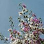 10 seeds - Crepe Myrtle floribunda - Tropical Crepe Myrtle Plant #ggvm5