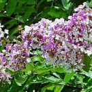 10 seeds - Rare Crepe Myrtle thorelii - Queens Flower Plant #ggvm5