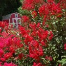 50 seeds - Crepe Myrtle Lagerstroemia indica Red Rooster Plant #ggvm5