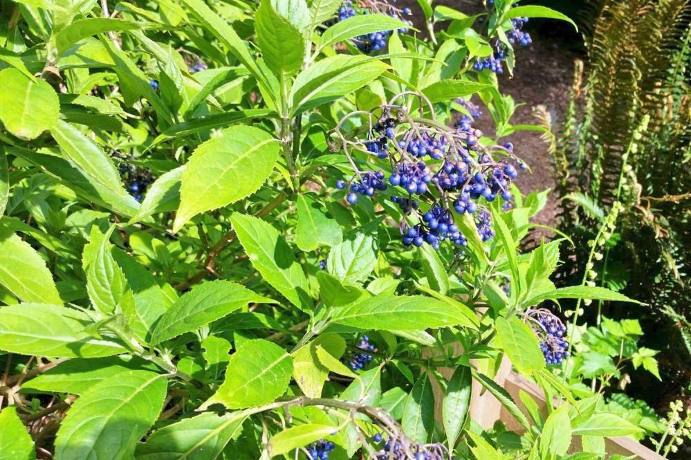 10 seeds - Dichroa febrifuga - Blue Evergreen Hydrangea Plant #ggvm5