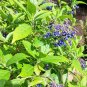 10 seeds - Dichroa febrifuga - Blue Evergreen Hydrangea Plant #ggvm5
