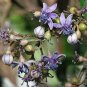 10 seeds - Dichroa febrifuga - Blue Evergreen Hydrangea Plant #ggvm5