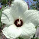 10 seeds - Hibiscus dasycalyx | Neches River Rosemallow | Plant #ggvm5