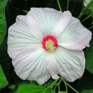 15 seeds - Hibiscus moscheutos Luna Blush Plant #ggvm5