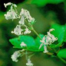 15 seeds - Clematis stans - Asian Clematis Plant #ggvm5