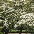 10 seeds - Cornus Kousa Chinensis | Chinese Dogwood Plant #ggvm5