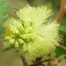 5 seeds - Albizia distachya | lophantha | Plume | Silk Tree Plant #ggvm5