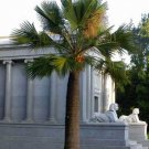 5 seeds - Brahea edulis | Guadalupe Palm Plant #ggvm5