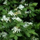 10 seeds - Lonicera xylosteum - Dwarf Honeysuckle Plant #ggvm5